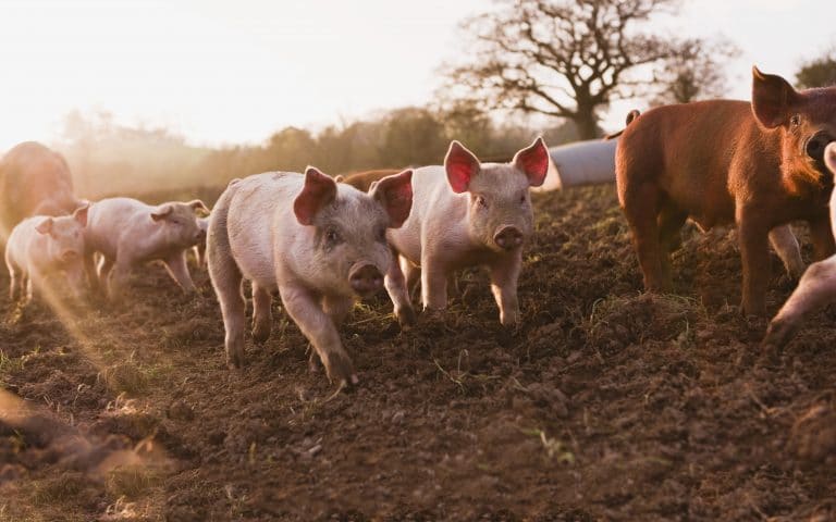 Five Ways You Can Help Change the World for Animals in 2020