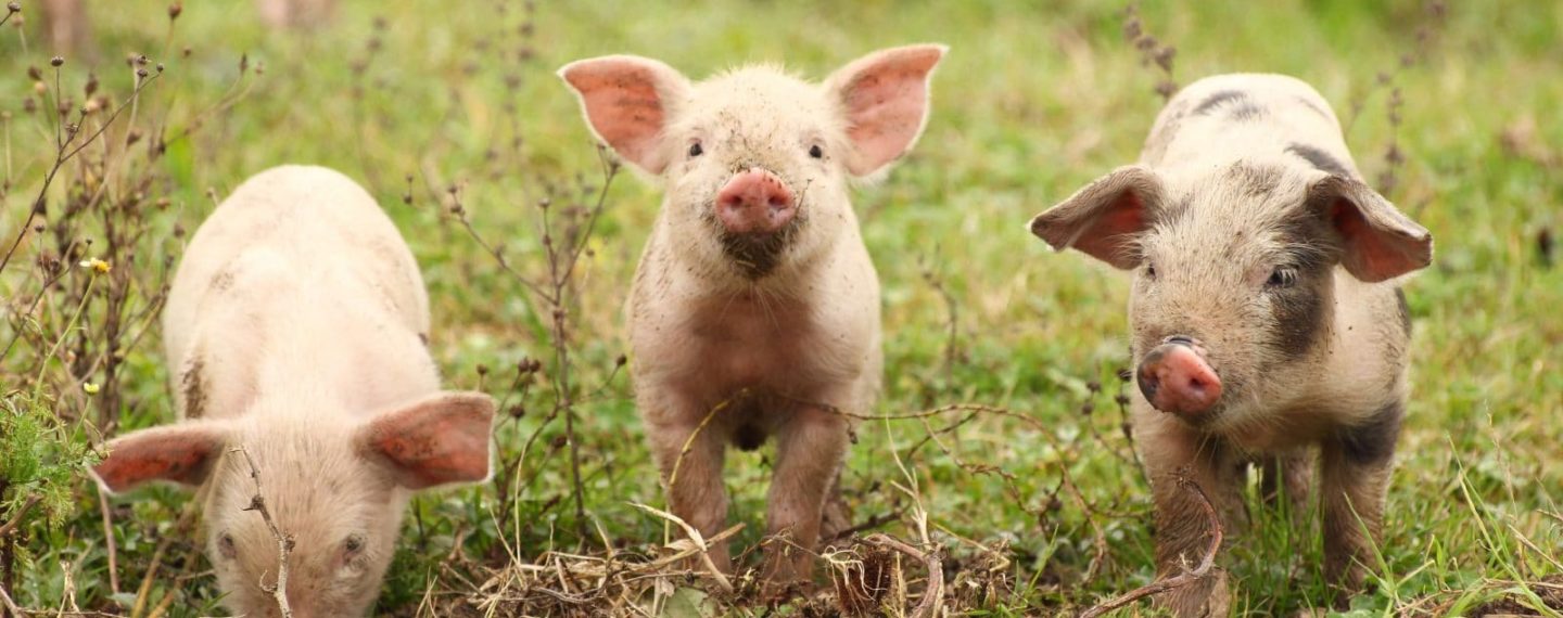 8 Last-Minute Gifts That Help Farmed Animals