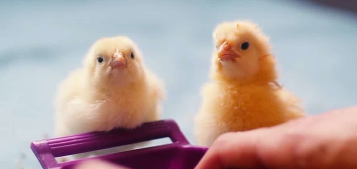 Precious Chicks Get a Second Chance After the Meat Industry Threw Them Away (VIDEO)