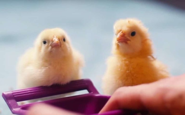 Precious Chicks Get a Second Chance After the Meat Industry Threw Them Away (VIDEO)