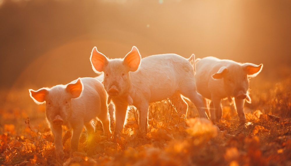 Just 8 Impossibly Cute Pictures of Farmed Animals Celebrating Fall