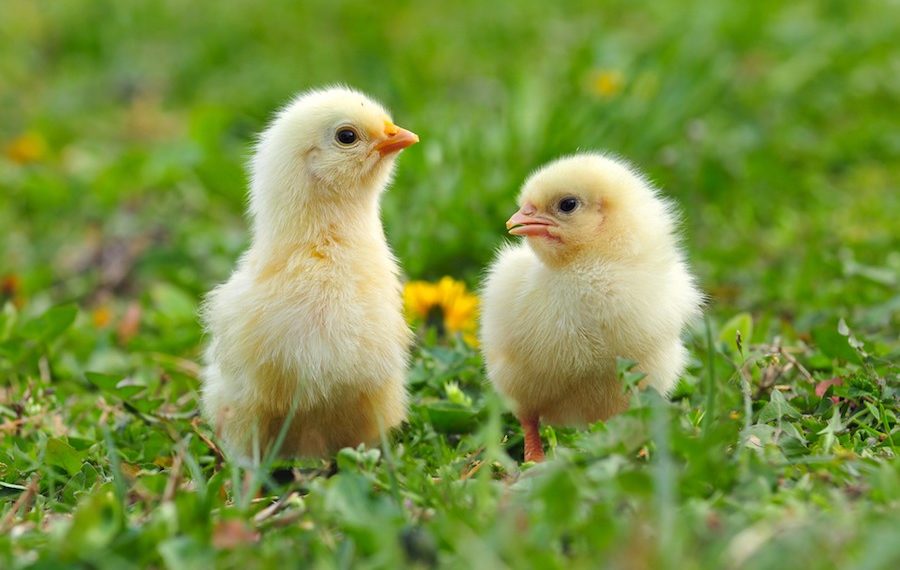Just 9 Precious Pictures of Baby Chickens