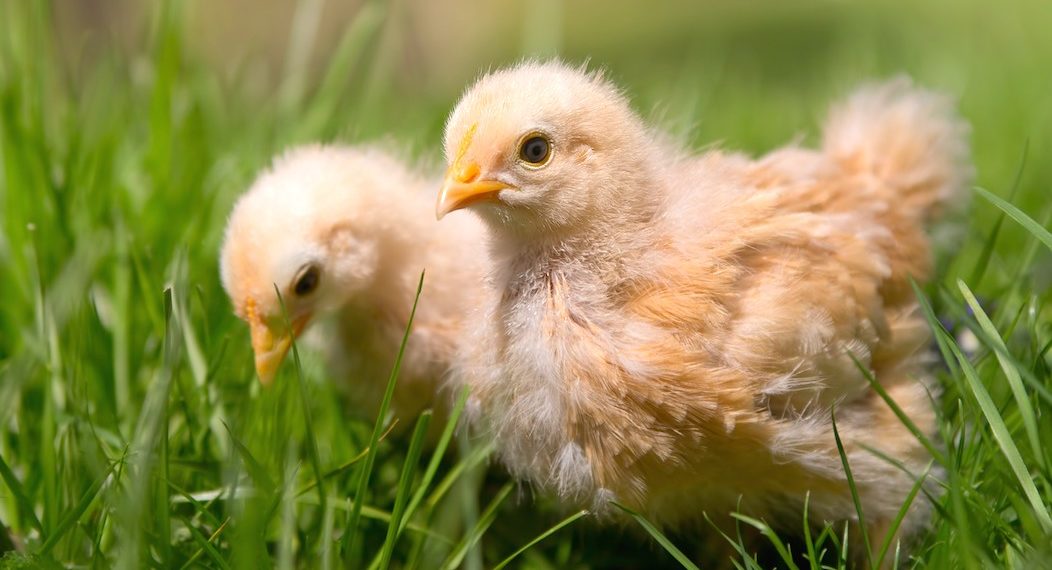 11 Surprising Facts You Probably Didn’t Know About Chickens (PHOTOS)