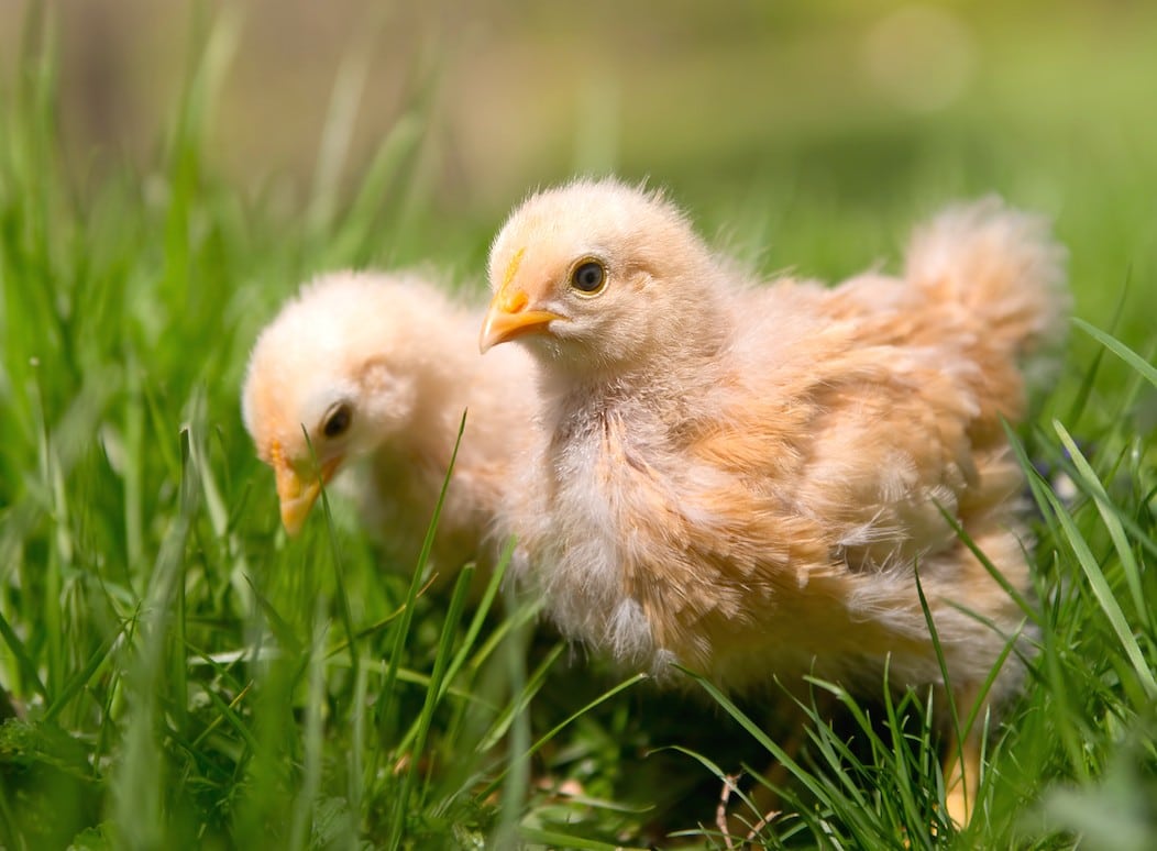 11 Surprising Facts You Probably Didn't Know About Chickens (PHOTOS ...