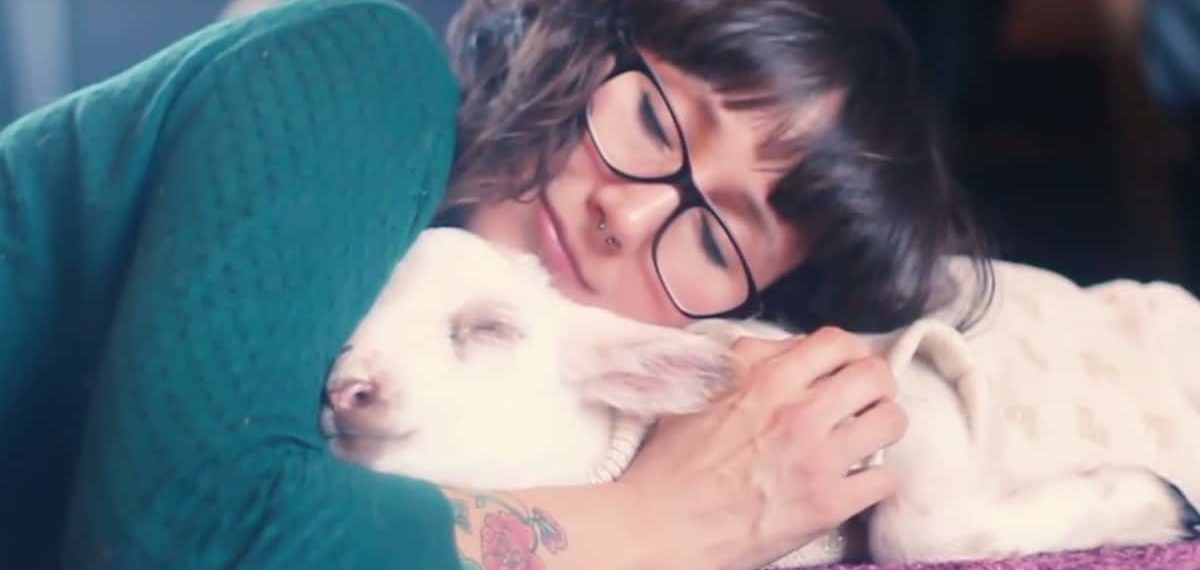 Little Lamb Saved From Slaughter Gets the Love He Deserves (VIDEO)