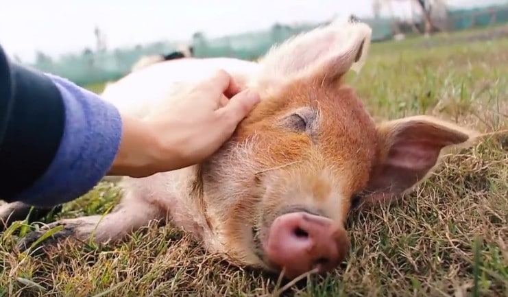 These Precious Rescued Animals Are Living Life to the Fullest Thanks to Their Rescuers (VIDEO)