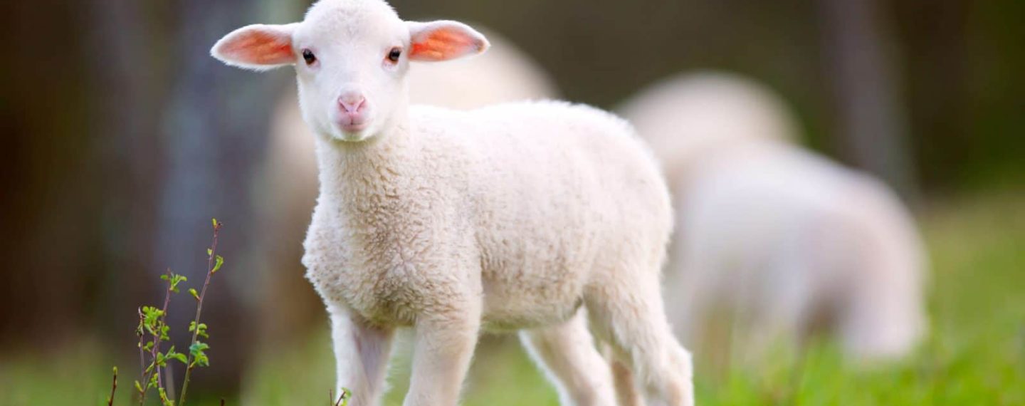 5 Reasons Lambs Are Really Just Baby Unicorns
