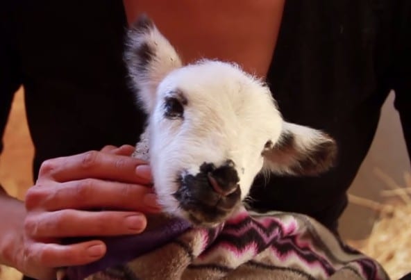 VIDEO: Sweet Baby Lamb Gets All the Love