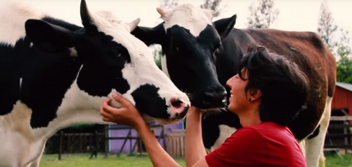 These Sweet Cows Are Loving Life After Being Rescued From the Dairy Industry