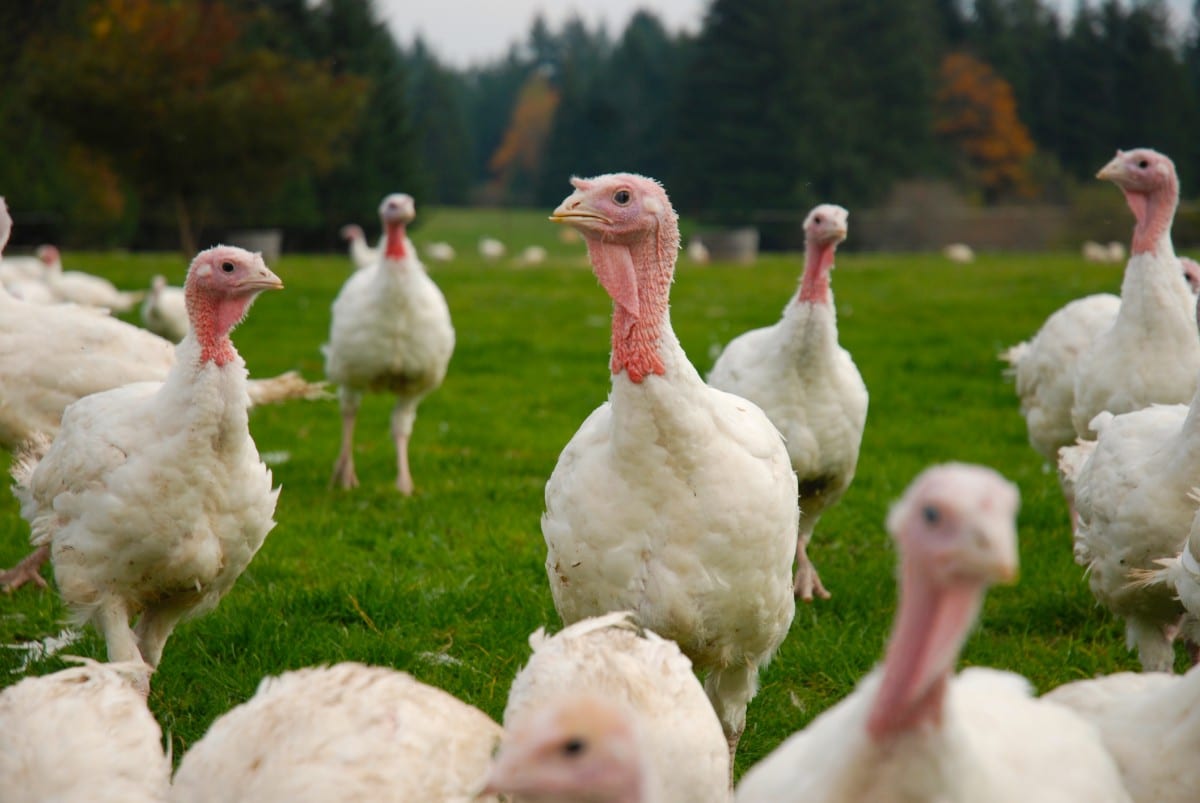Here Are 8 Frozen Turkeys That Are Actually Humane