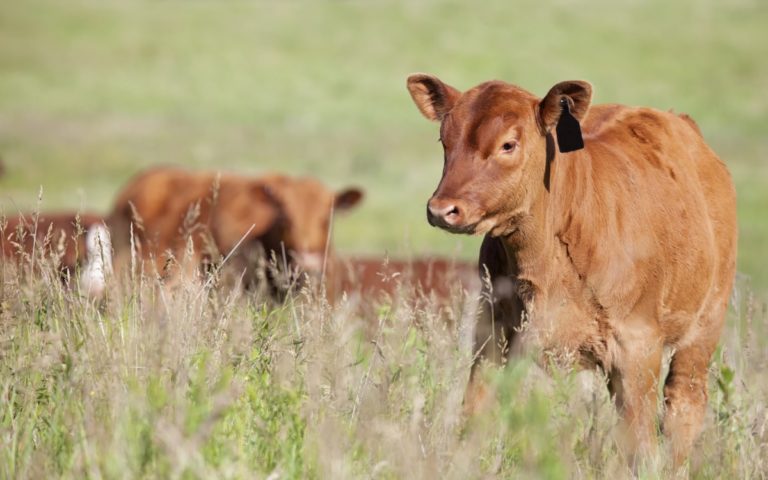 14 Meats That Are Better Than Grass-Fed and Totally Humane