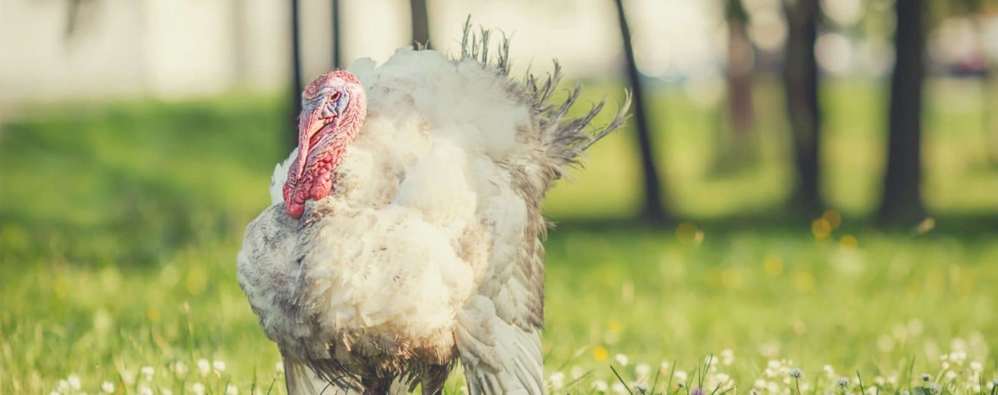 5 Ways You Can Stand Up for Turkeys This Thanksgiving