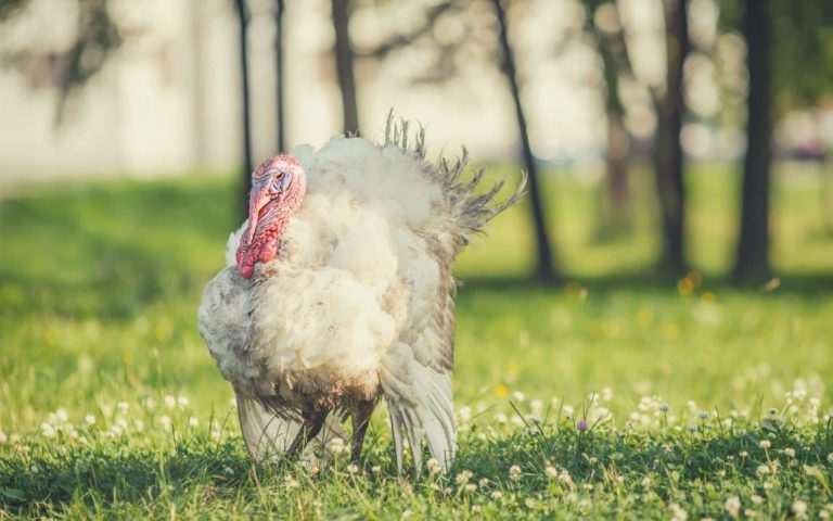 5 Ways You Can Stand Up for Turkeys This Thanksgiving