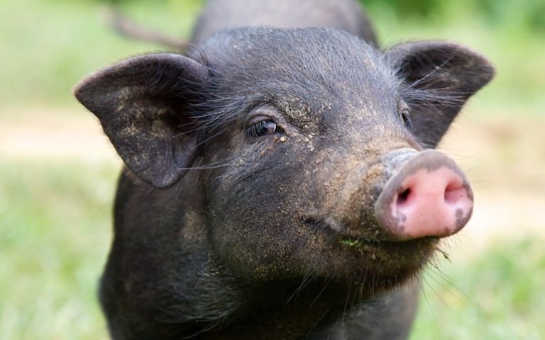 8 Amazing Facts That Prove Pigs Are Too Sweet to Eat