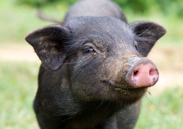 8 Amazing Facts That Prove Pigs Are Too Sweet to Eat