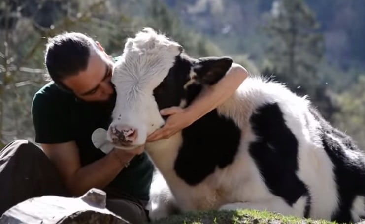 WATCH: Sweet Baby Cow Loves to Snuggle