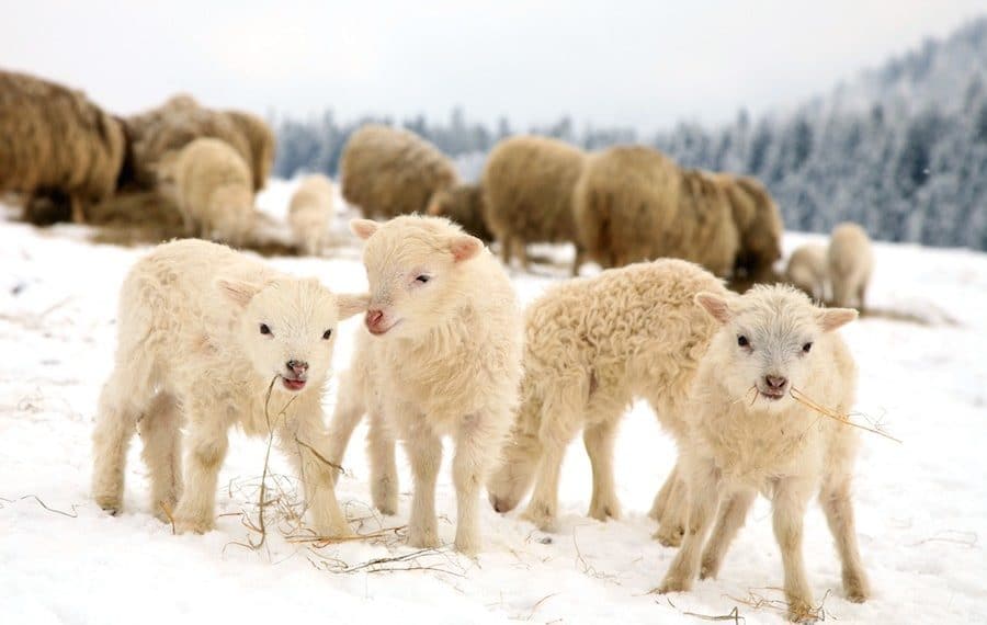 Just 8 Precious Pictures of Farmed Animals in the Snow