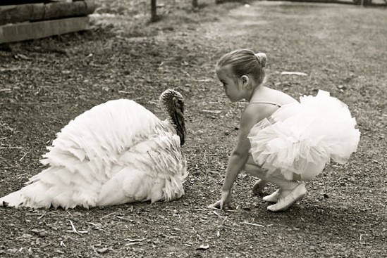 7 Facts That Prove Turkeys Are Too Sweet to Eat