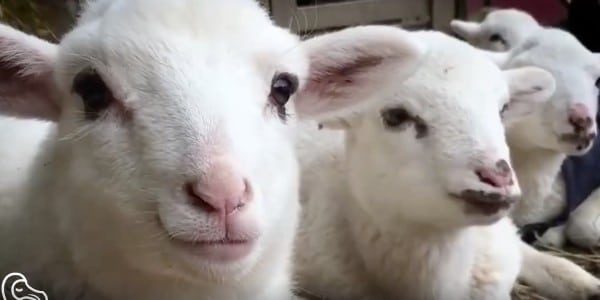 These Precious Little Lambs Were Rescued Just in Time (VIDEO)