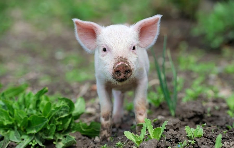 6 Books That Will Change the Way You See Farmed Animals