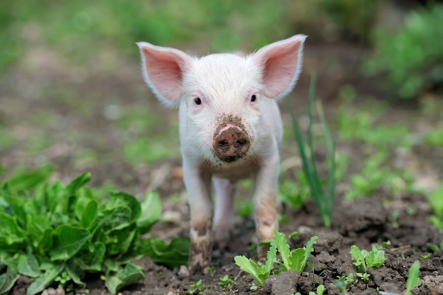 6 Books That Will Change the Way You See Farmed Animals - ChooseVeg