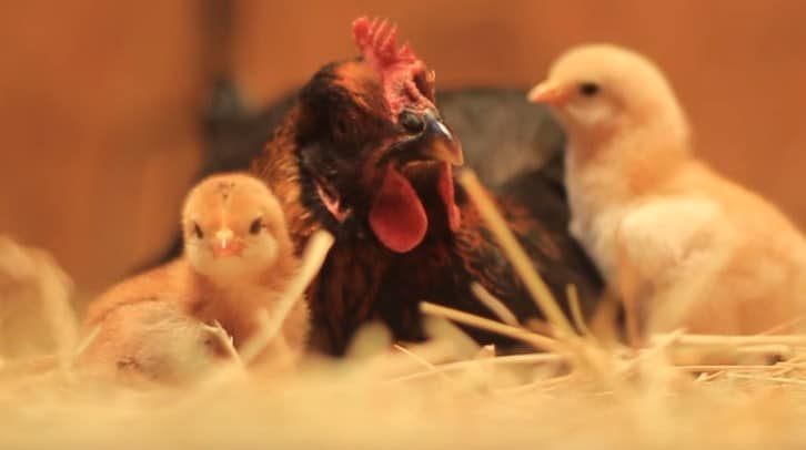 Heartwarming Video: Mother Hen Cares for Precious Baby Chicks