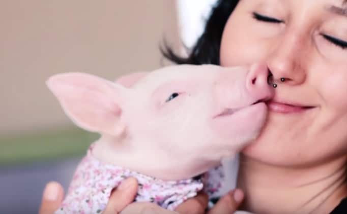 Precious Rescued Animals Get the Affection They Deserve (VIDEO)
