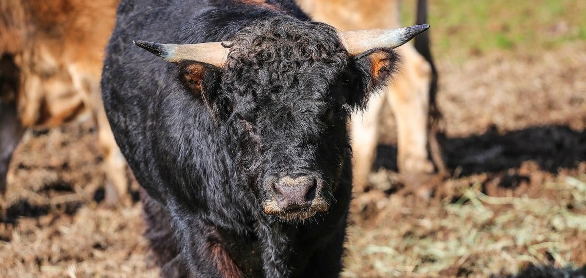 AMAZING! Cow Escapes Slaughter and Runs Right to a Sanctuary