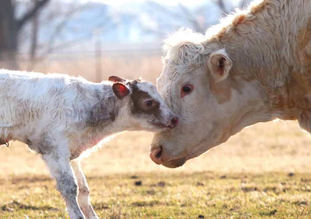 8 Incredible Facts That Prove Cows Are Too Sweet to Eat - ChooseVeg