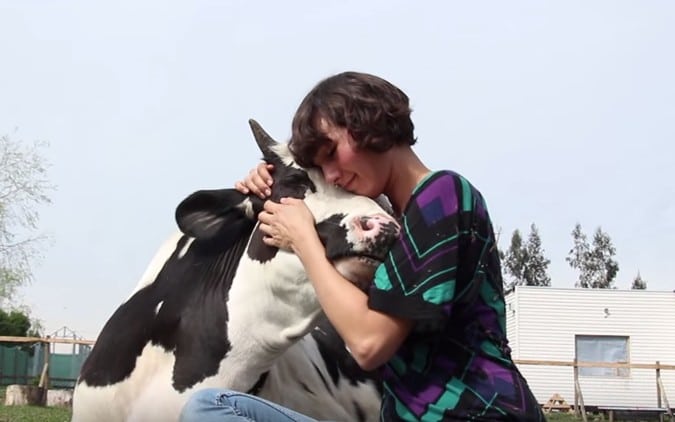 Sweet Rescue Cows Love Being Groomed by Their Caretaker