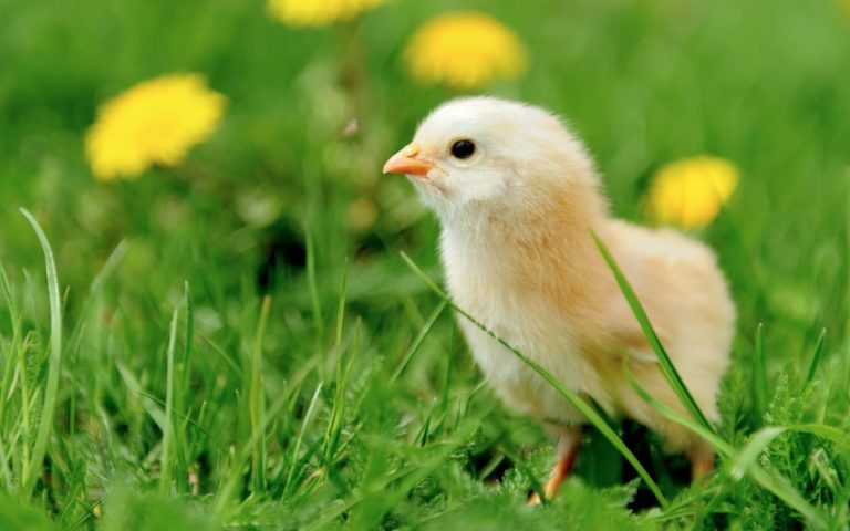 9 Fascinating Facts That Will Change How You See Chickens