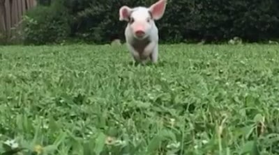 WATCH: Sweet Piglet Shows Off Floppy Ears in Slow Mo!