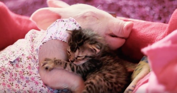 So Happy Together: Rescued Piglet and Kitten Love to Snuggle