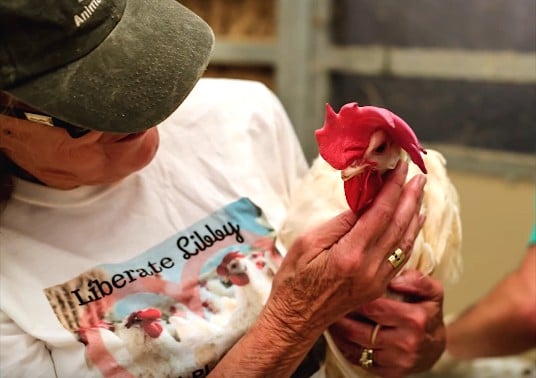 Touching Video: Caged Hens Get First Taste of Freedom