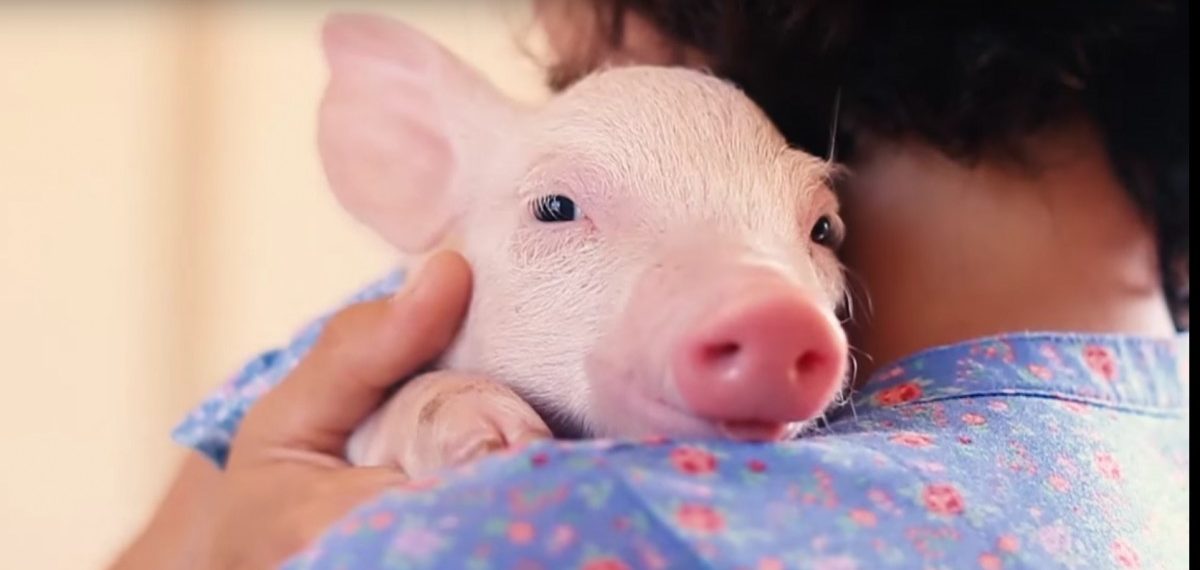 Heartwarming Video: Sweet Rescued Piglet Nuzzles Caretaker