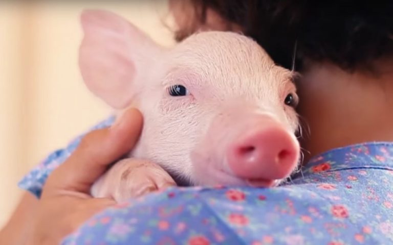 Heartwarming Video: Sweet Rescued Piglet Nuzzles Caretaker