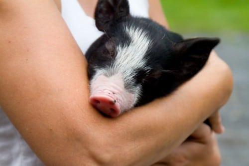 The Heartwarming Story of This Lucky Piglet Will Brighten Your Day