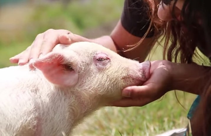 A Little Love Goes a Long Way: Rescued Piglet Gets the Affection He Deserves