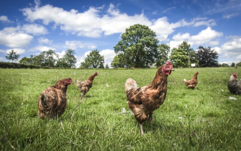 12 Packaged Meats That Are Actually Humane