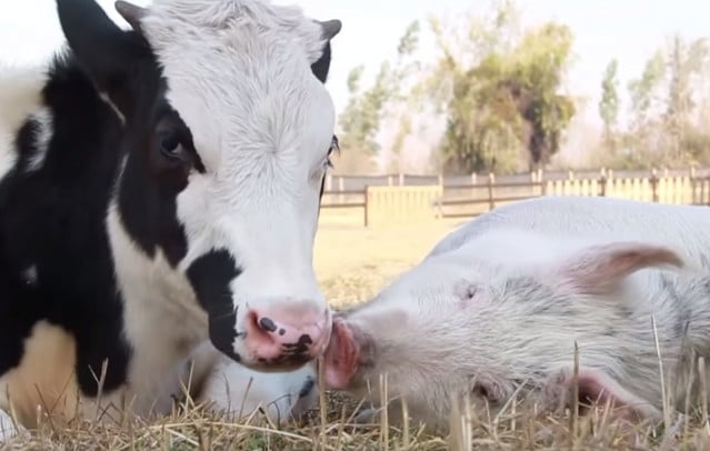 VIDEO: Precious Rescued Pig and Cow Are Best of Friends