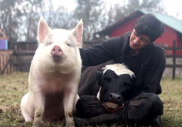 Love Without Limits: Adorable Rescues Snuggle Their Caretaker