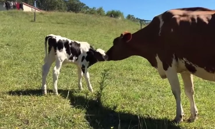 WATCH: Former Dairy Cow Bonds With Precious Baby Calf