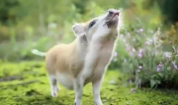 VIDEO: Little Stefa Proves That Pigs Are Just as Smart as Dogs