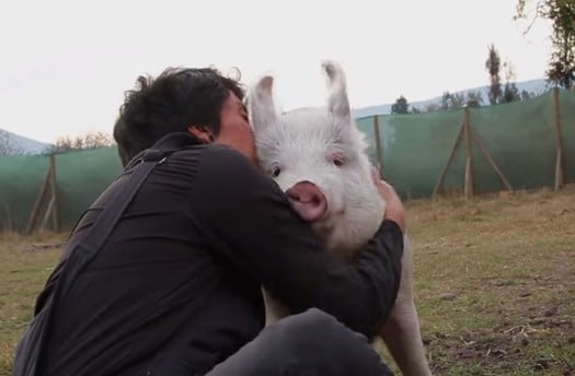 This Sweet Pig Is So Happy to See His Caretaker (VIDEO)