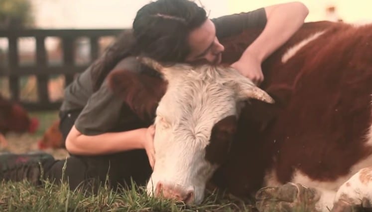 Heartwarming Video: Precious Rescue Cow Learns to Trust Again