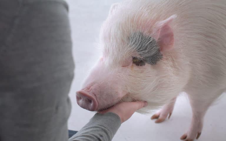 Powerful New Short Film Casa de Carne Is Changing Hearts and Minds