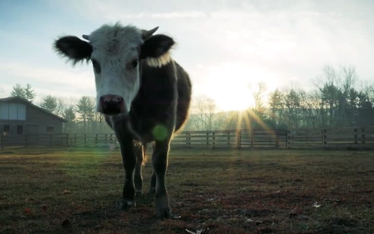 The End of Meat Premieres Worldwide Today. Here’s How to Watch.