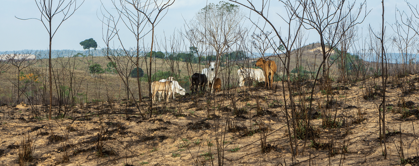 New Documentary Explores the Truth Behind Rainforest Destruction in Brazil