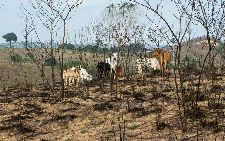 New Documentary Explores the Truth Behind Rainforest Destruction in Brazil