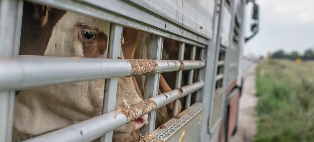 New Film Details Animals’ Harrowing Journey to Slaughter